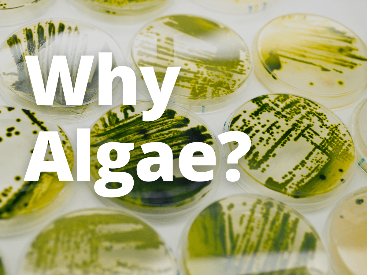 Sustainable Active Nutrition Algavia - Premium Sunset Picture Gallery - Mobile